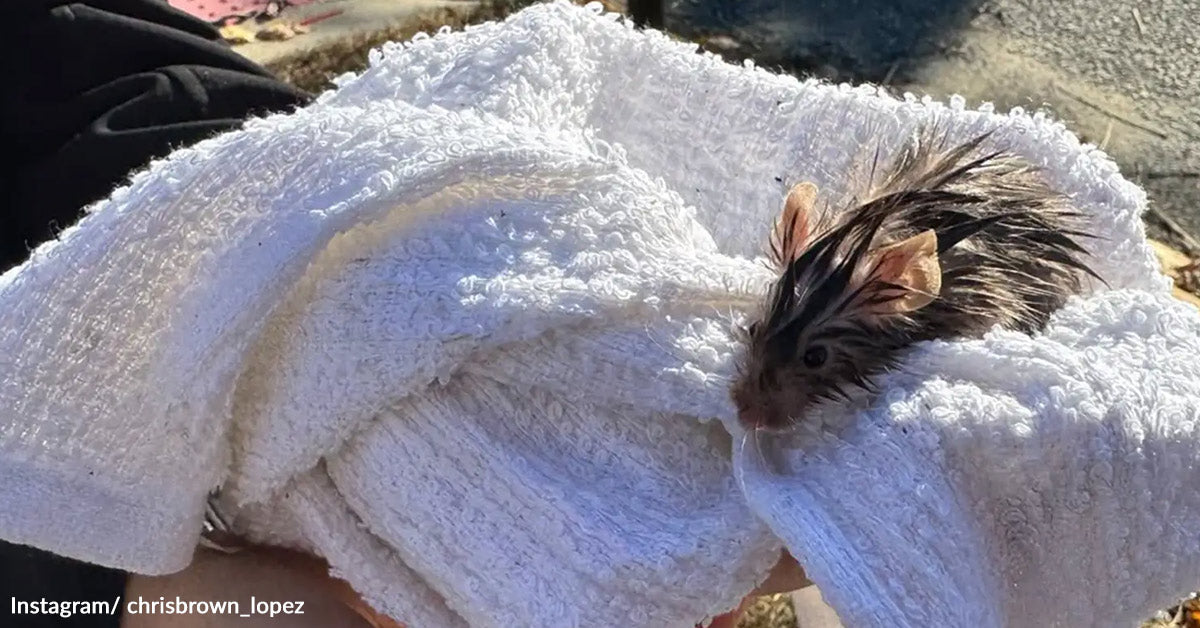Firefighters Pull Charred Cage From Burning Dwelling And Discover Tiny Mouse Alive Firefighters Pull Charred Cage From Burning Dwelling And Discover Tiny Mouse Alive