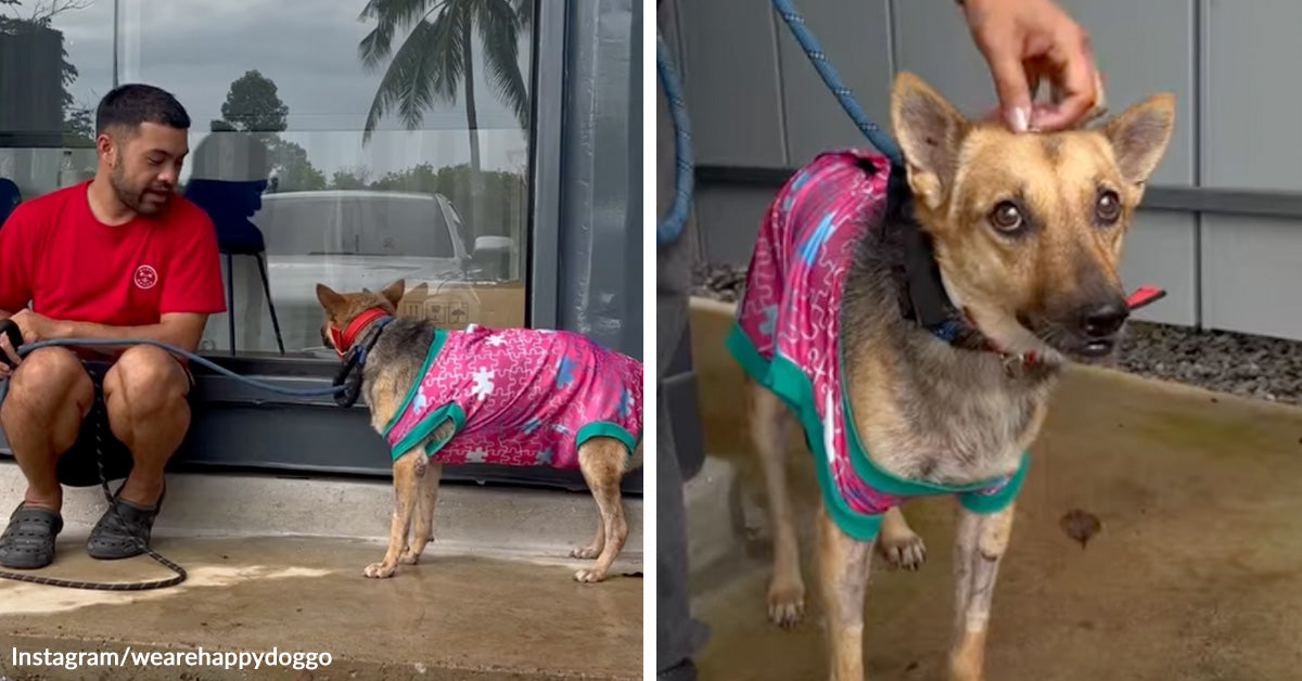 Traumatized Street Dog Cowers From Every Human Touch Until ...