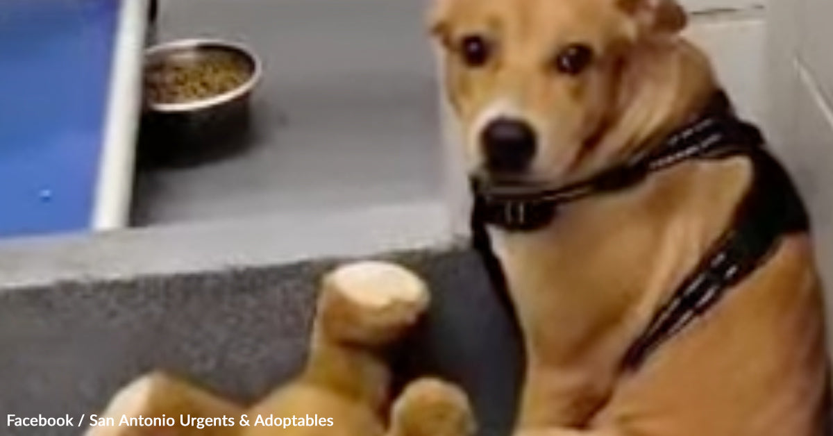 Shelter Canine Finds Consolation within the Solely Factor She Has Left — Her Teddy Bear Shelter Canine Finds Consolation within the Solely Factor She Has Left — Her Teddy Bear
