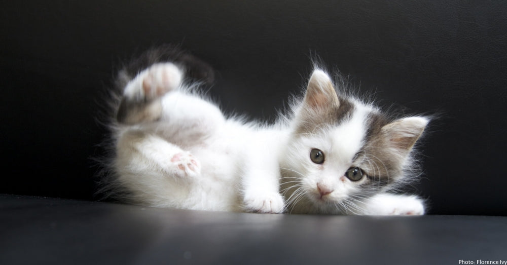 Injured Six-Week-Old Kitten Named 'Scarface' Refuses to Give Up and Finds the Family He Deserves