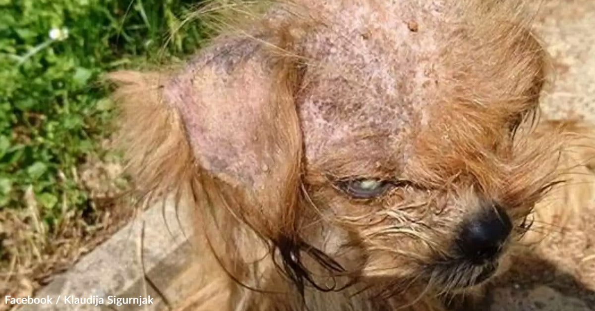 As soon as “Too Ugly to Save,” This Canine’s Transformation Will Take Your Breath Away As soon as “Too Ugly to Save,” This Canine’s Transformation Will Take Your Breath Away