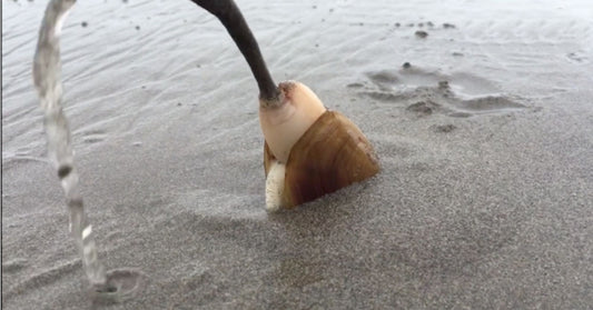 Clam Uses Its Foot To Dig Into The Sand In Absolutely Fascinating Video