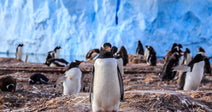 Free 15 Gentoo Penguins From Their Basement Prison