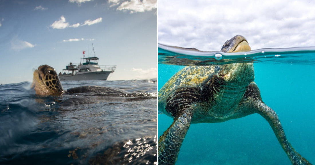 On the left, a sea turtle surfaces near a boat on open ocean; on the right, a sea turtle glides underwater in clear turquoise water.