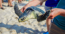 sea turtle being carried by human at beach