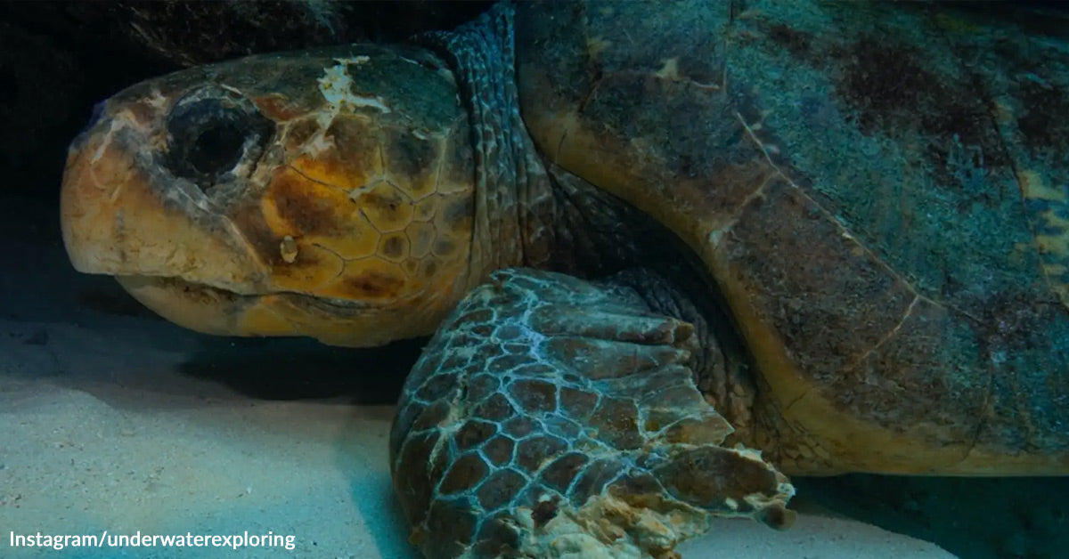 322 Pound Loggerhead Saved After Brutal Shark Assault 322 Pound Loggerhead Saved After Brutal Shark Assault