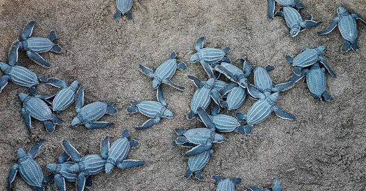 A group of baby leatherback sea turtles emerging from the sand and heading toward the ocean.