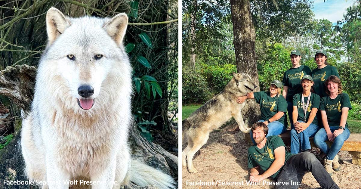 Court Order Forces Wolves From Their Sanctuary Home After Decades | The ...