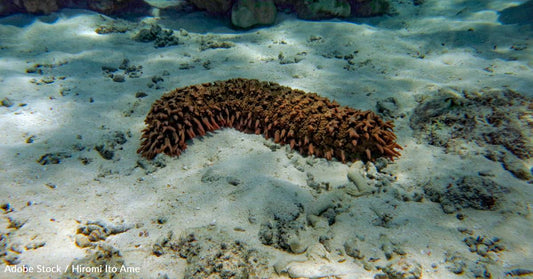 Sea Cucumbers Could Help Us Fight Cancer