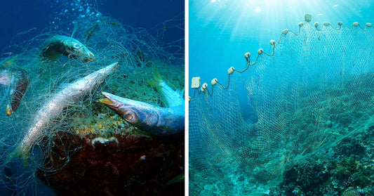 Split image showing fish entangled in ghost net and an abandoned net underwater over reef.