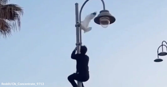 A person climbs a streetlight pole to help a white bird that is stuck near the lamp.