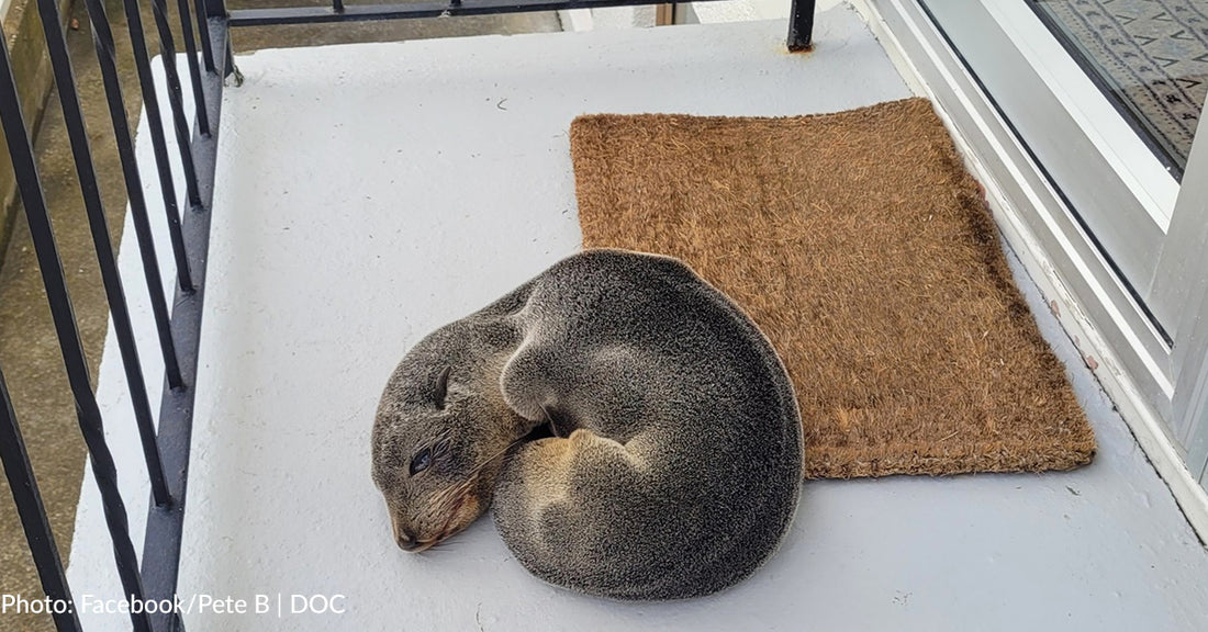 Seal Pup Curls Up For Nap On Porch Of New Zealand Home