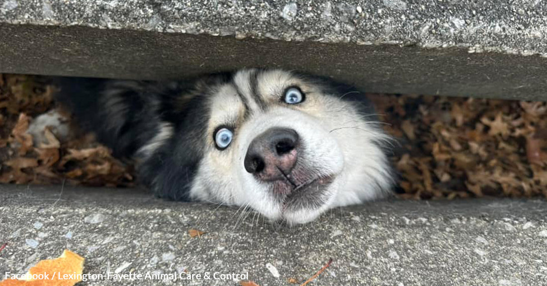 Community Bands Together to Save Husky in City Sewer