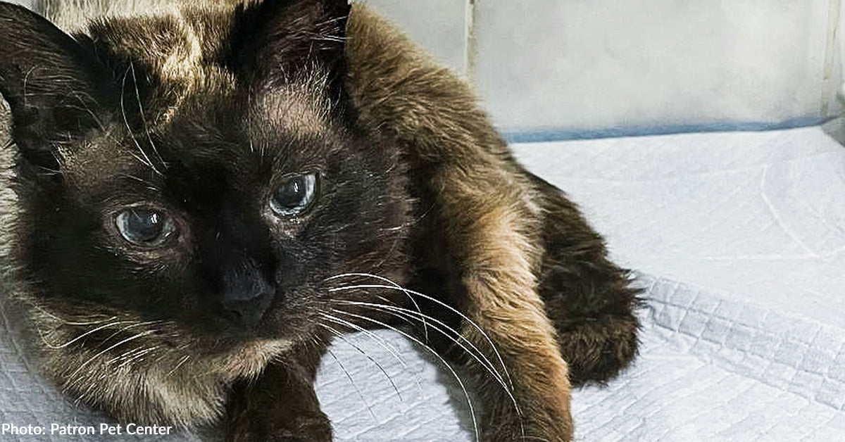 Senior Cat Surrendered to Rescuers as Owner Fled War Zone | The Animal ...
