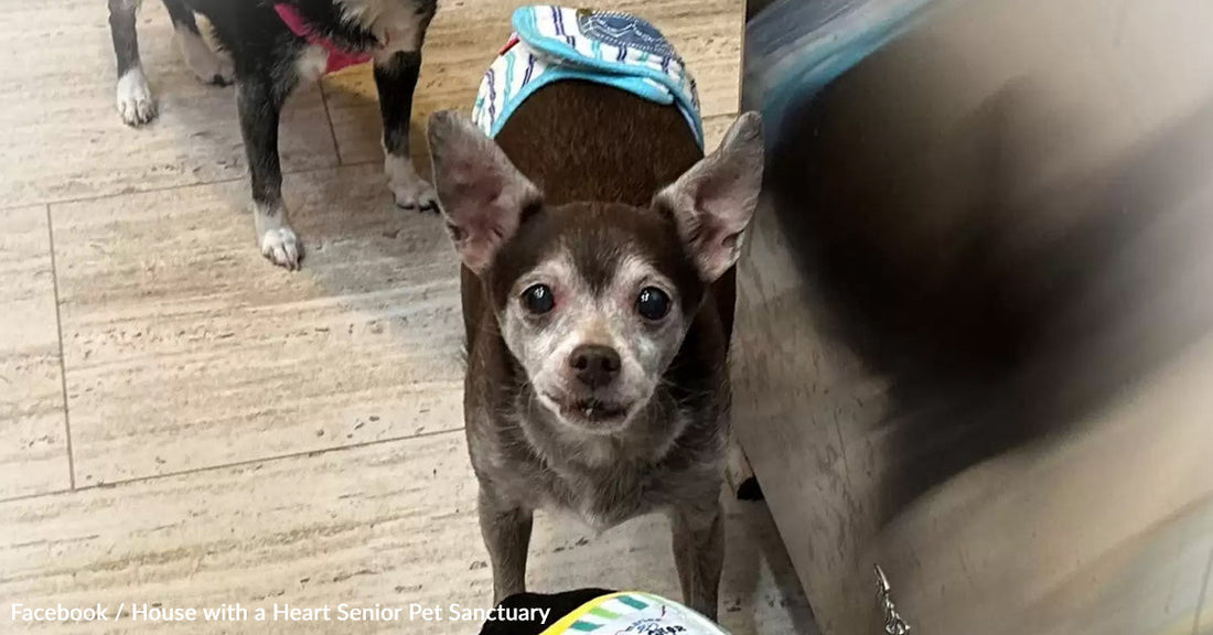 A small, grey-furred dog with large ears looks curiously at the camera.