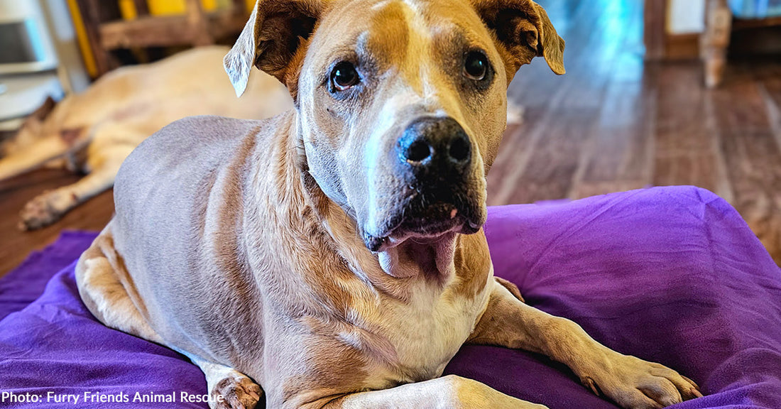 Senior Dog Rescued from Bad Home Situation Finds Comfort in Donated Goods