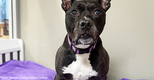 Senior Shelter Dog Takes Comfort in Donated Blankets While She Waits for Forever Home