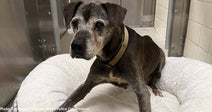 Starving Senior Dog Dumped at Spokane Park Watched As Owner Drove Away