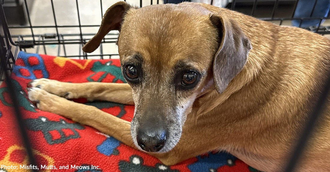 tan dog with gray muzzle on red blanket looking at camera