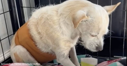 14-Year-Old Dog Trembles With Fear After Being Surrendered to Shelter By Owner