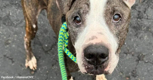 Close-up of a dog with a gray and white coat, wearing a colorful leash.