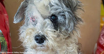 white and gray dog missing one eye looking at camera