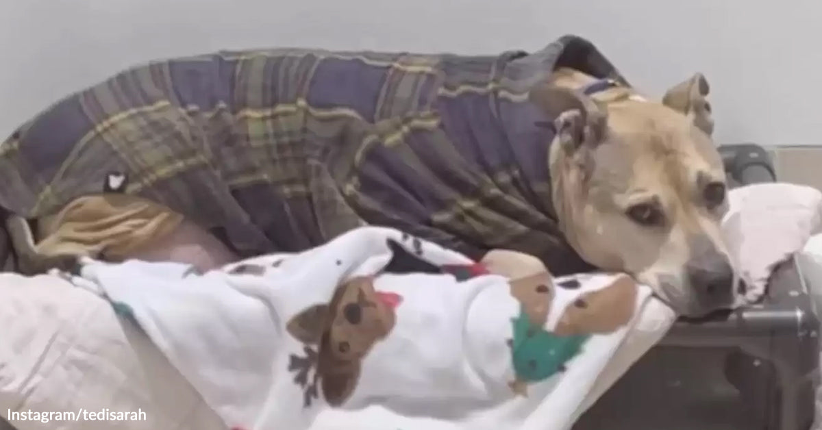 Senior Canine Waits Almost Ten Years For A Miracle That Lastly Comes Senior Canine Waits Almost Ten Years For A Miracle That Lastly Comes