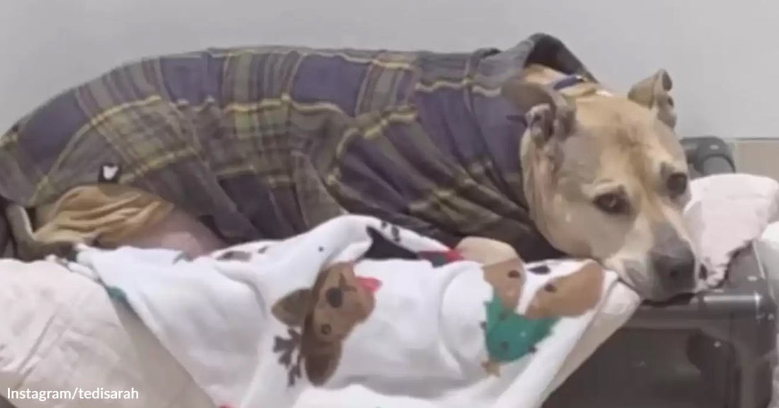 A dog in a cozy blanket and shirt rests on a bed.