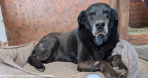 senior black dog resting in bed in barn setting