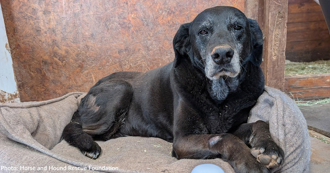 senior black dog resting in bed in barn setting