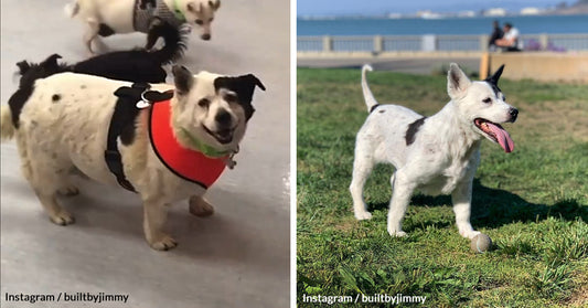 A Rescued Overweight Senior Dog Made An Amazing Transformation Under Her Dad’s Fitness Training