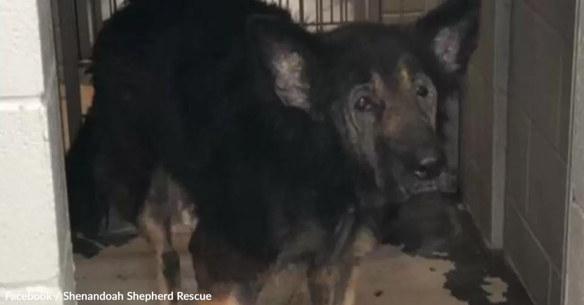 Household Dumps Senior Canine at Shelter and Asks for Him to Be Put Down, However His Story Does not Finish There Household Dumps Senior Canine at Shelter and Asks for Him to Be Put Down, However His Story Does not Finish There