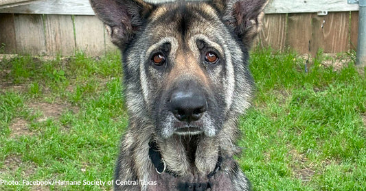 Senior German Shepherd With "Saddest Eyes" Needs Home ASAP