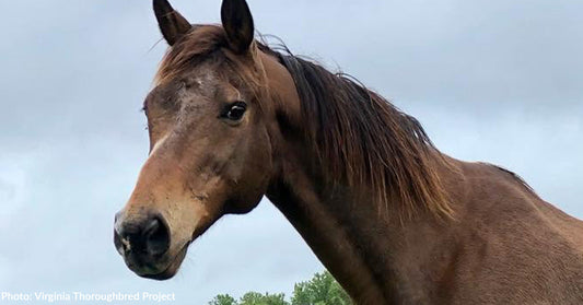 brown horse with white blaze on nose looking at camera