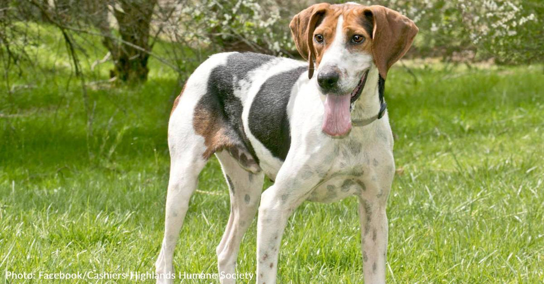 Senior Hound Adopted After Waiting 7 Years At North Carolina Shelter