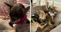 Split image showing a small dog resting with eyes closed on a bed on the left and two small dogs cuddled together in a pet bed on the right.