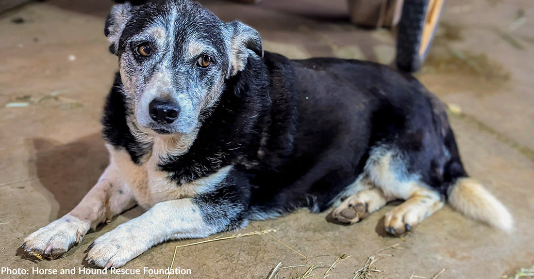 senior black and tan dog lying on floor looking at camera