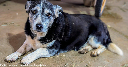 senior black and tan dog lying on floor looking at camera