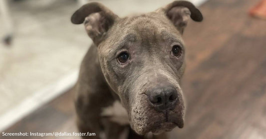 Senior Shelter Dog Who Spent Her Whole Life On The Streets Receives Sweet Gift From Chewy