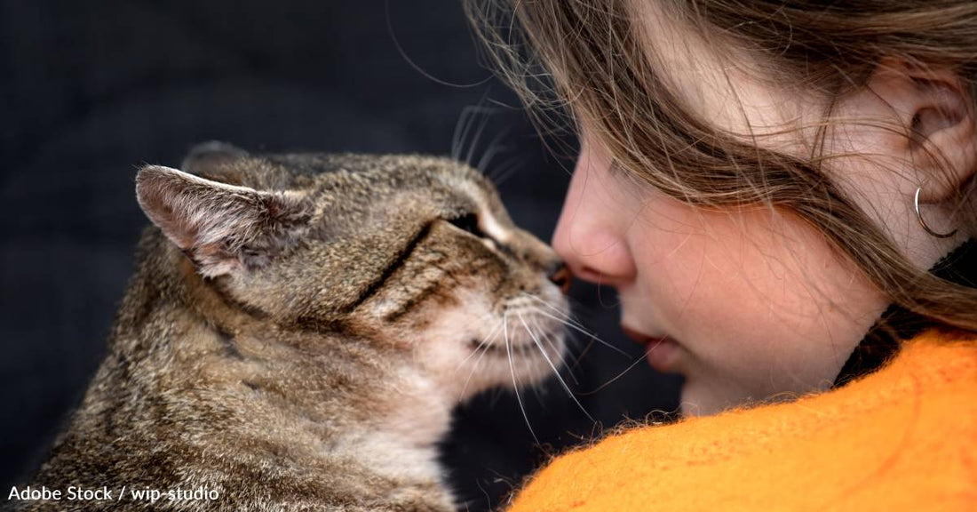 10 Reasons You Should Adopt a Senior Cat