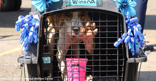A dog named Winona peeks out from a decorated crate with blue ribbons.