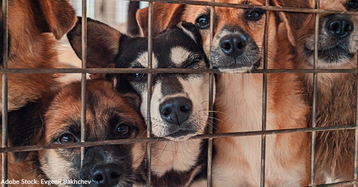 Dogs and Cats at Overcrowded Shelters Need One-Way Ticket to Freedom