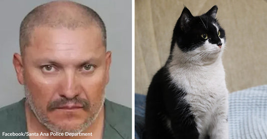 Split image shows a mugshot of a man beside a black-and-white cat sitting upright on a bed.