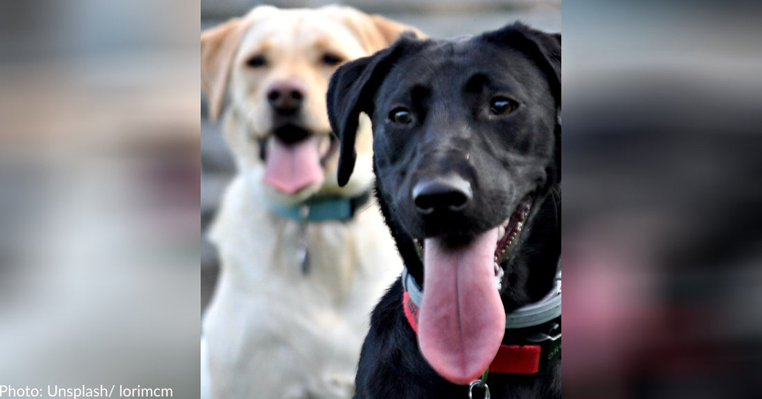 Special Service Dog Helps Her Human And Deaf Canine Sister Get Around