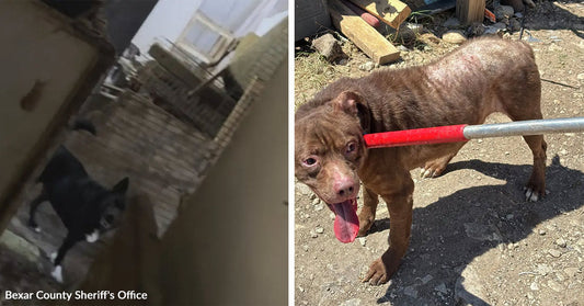 Split image showing a dog in a narrow outdoor passage beside a thin brown dog being restrained with a catch pole on dirt ground.