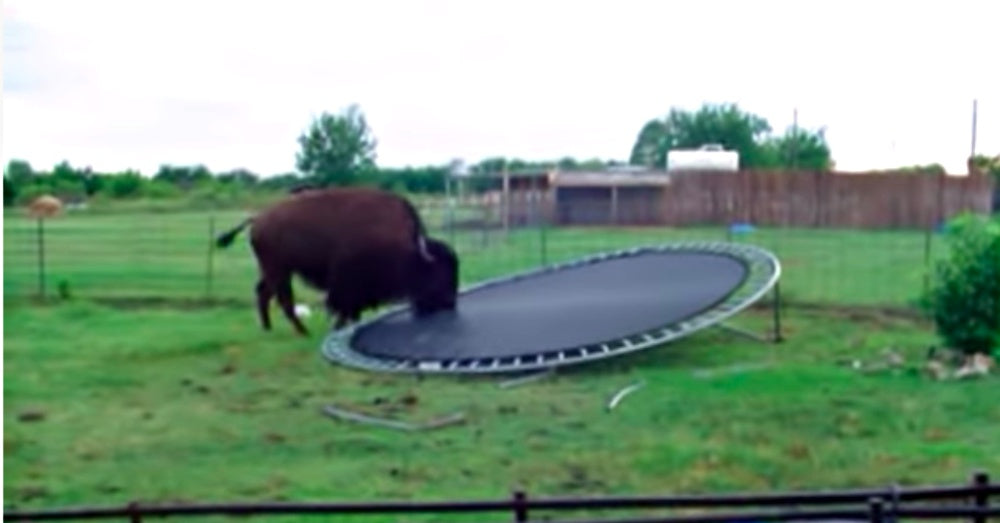 Buffalo Jumps On Trampoline In Family’s Backyard