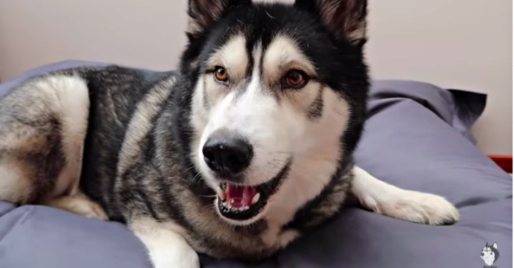 Woman Sits Her Dog Down And Tells Him That He’s Adopted