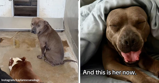 Left: Thin gray dog sitting on a concrete kennel floor looking back; Right: Healthy dog resting under blankets with eyes closed and mouth open, text reads “And this is her now.”
