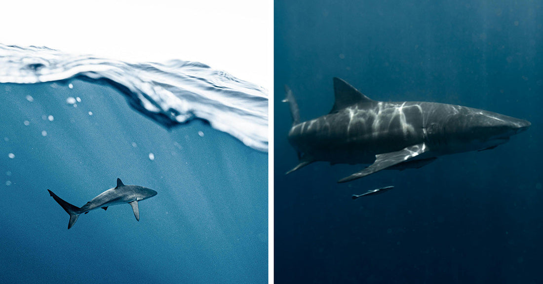 Split image: left side shows a shark beneath ocean waves, right side shows a large shark in deep water with a smaller fish nearby.