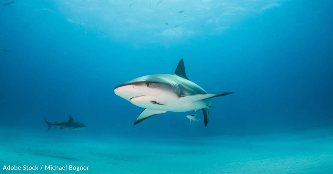 They're Older Than Dinosaurs, and Other Interesting Facts About Sharks